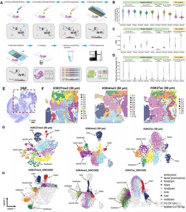 CUT&Tag还是ChIP-seq? - 知乎