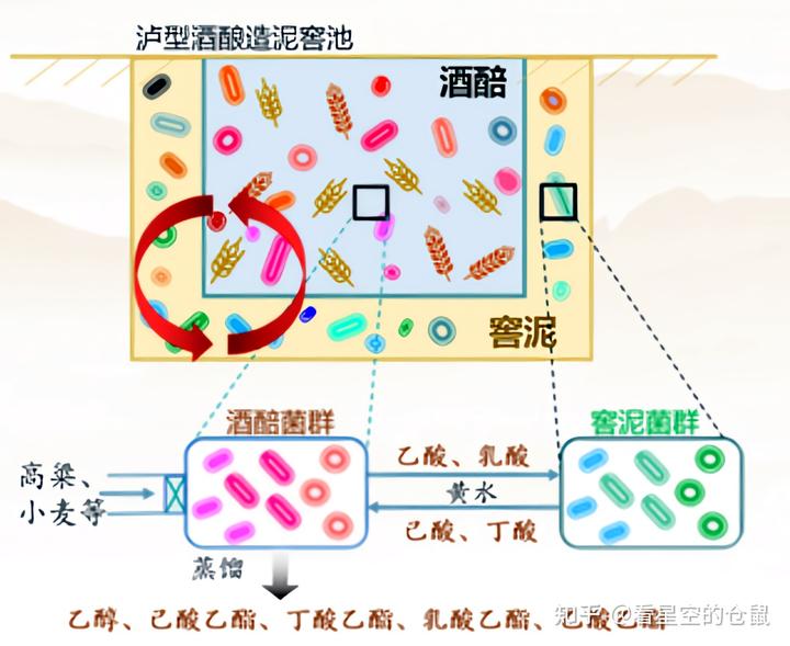 酿酒发酵过程中，除了酵母，还有哪些微生物在偷偷发挥作用？