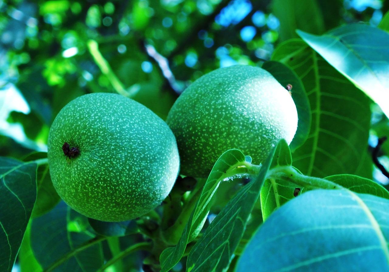 3. 盘山核桃特点