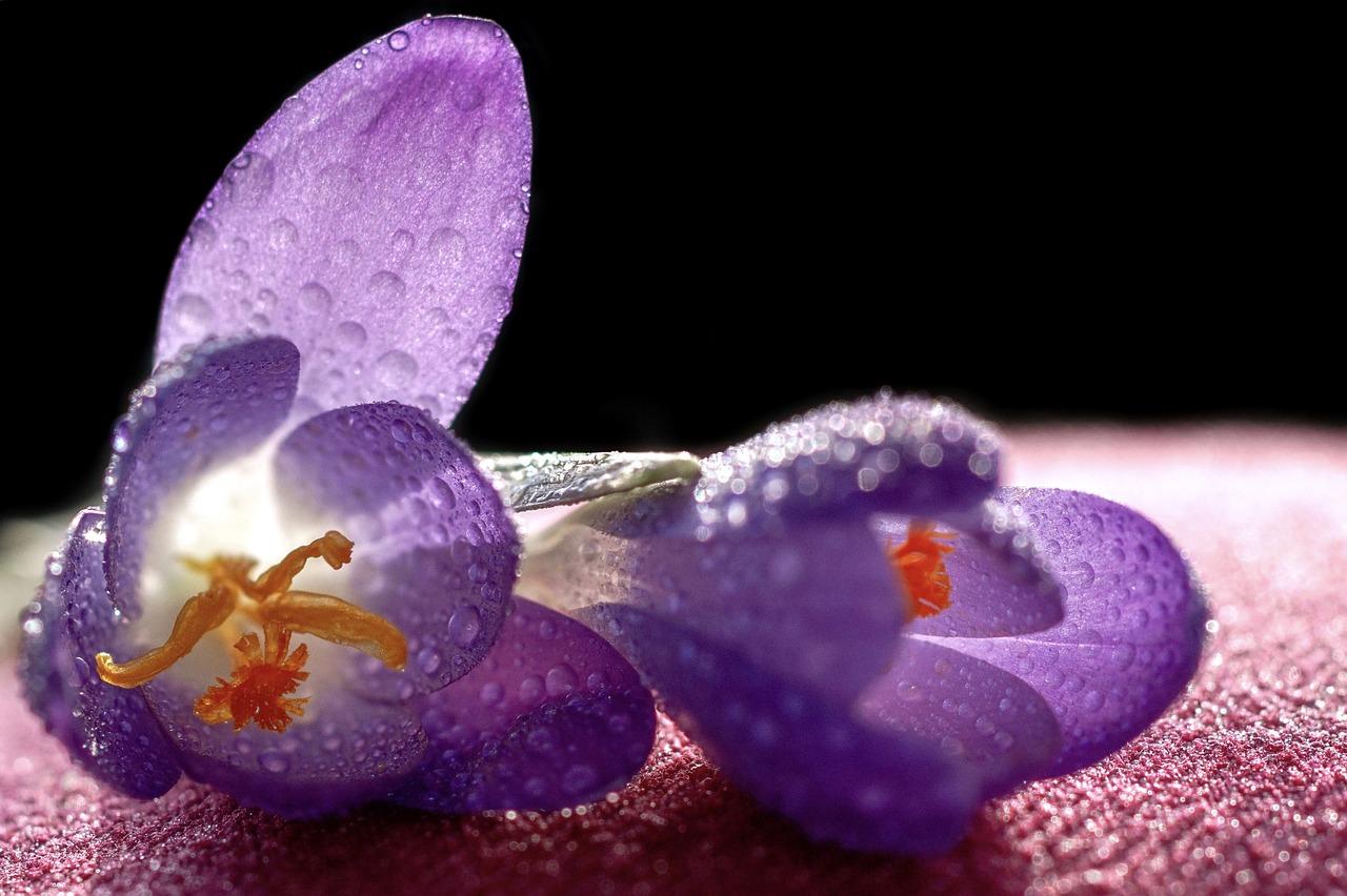 3. 藏红花枸杞泡水