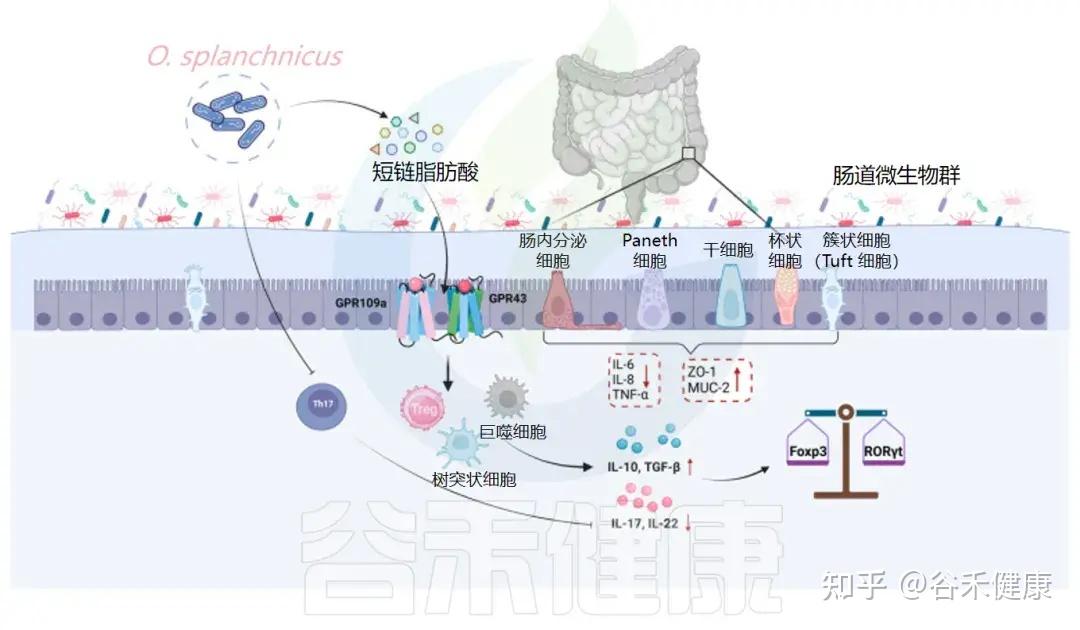 从共生到致病：内脏臭气杆菌(O.splanchnicus)的双刃剑效应 - 知乎