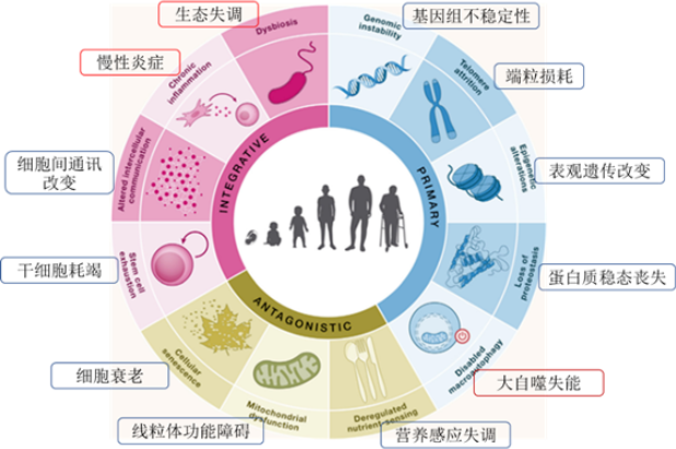 Cell | 研究衰老之十二个衰老标志揭秘机体衰老过程 - 知乎