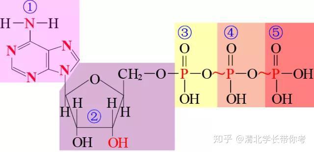 细胞的能量通货ATP！彩图还是第一次见到！功能知识点一目了然 - 知乎