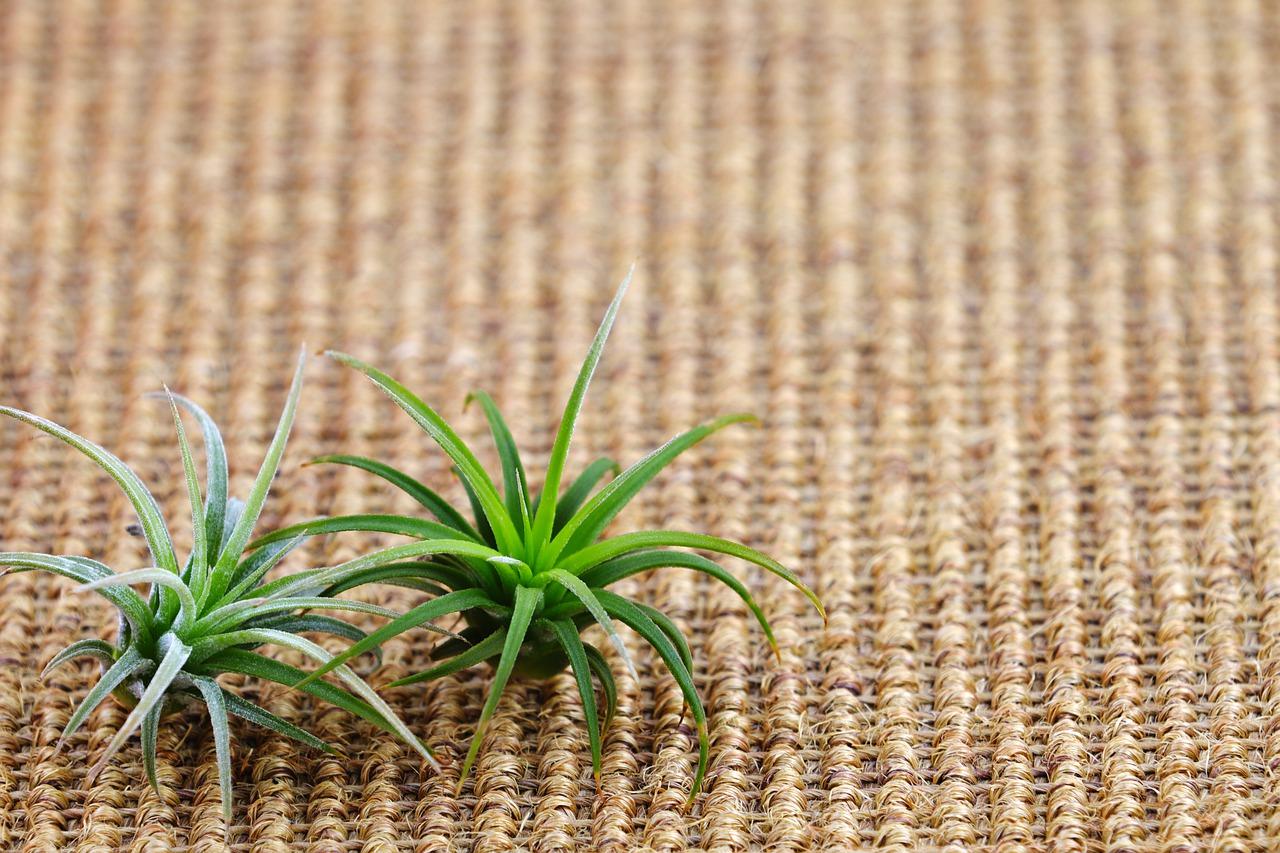 如何固定空气凤梨