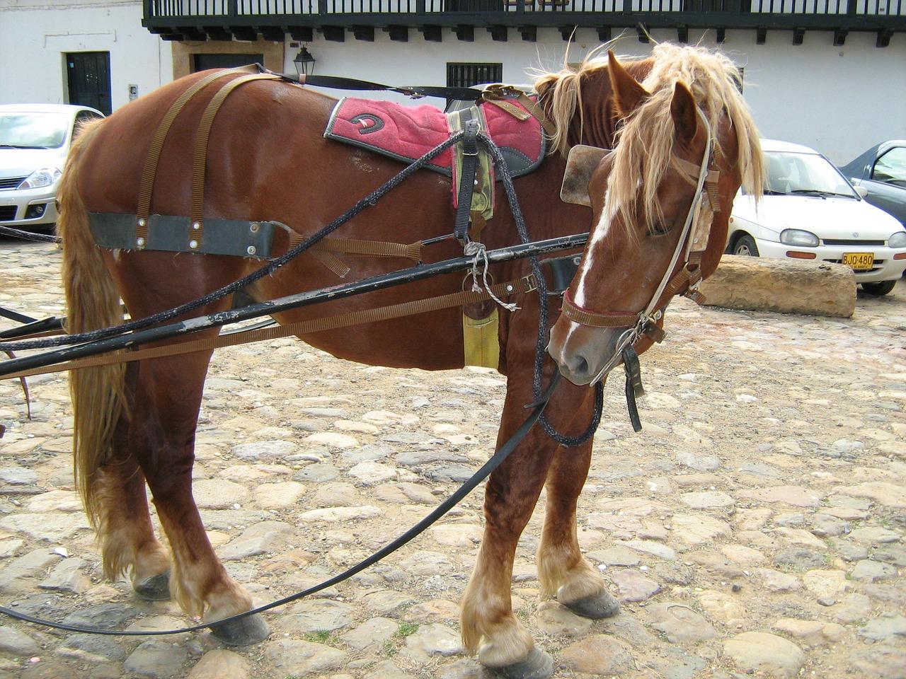 2. 一站式购物体验