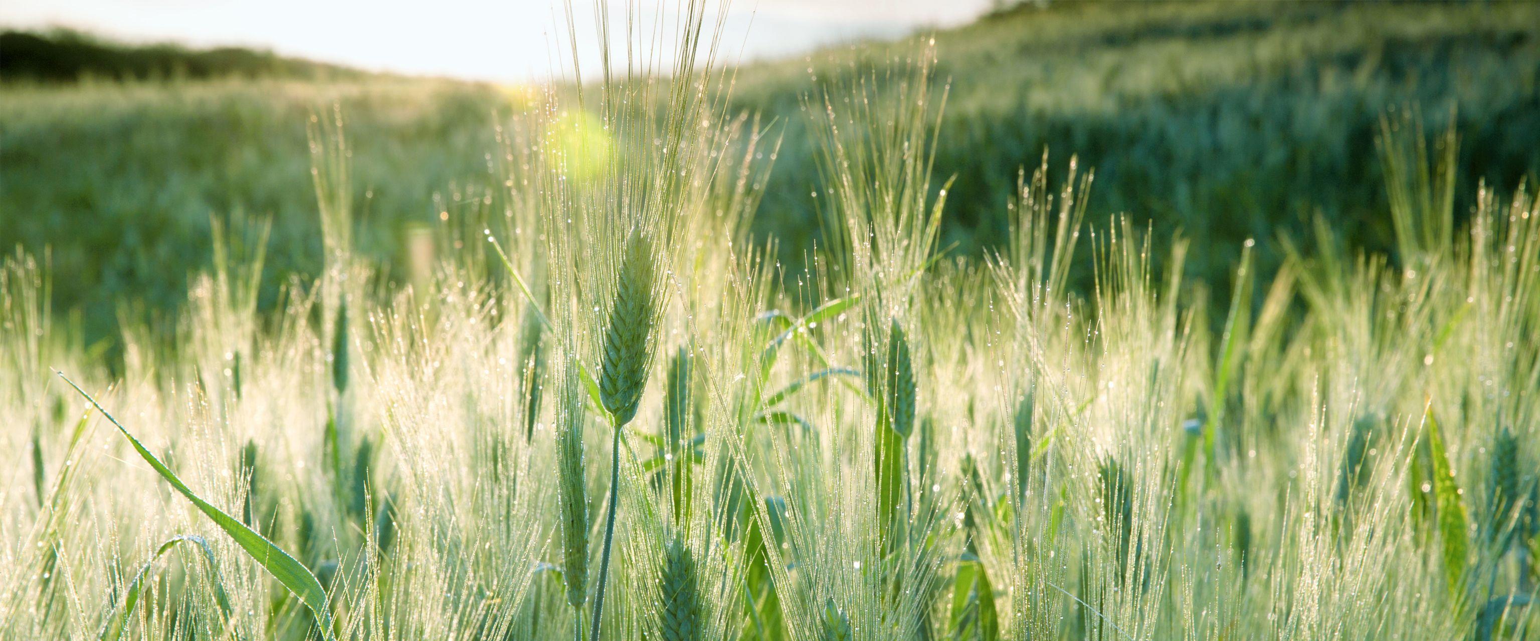 有没有好看的带鱼壁纸,电脑宽屏的! - 知乎