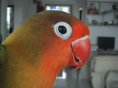 浙江丽水市发现鹦鹉热病例,其中 1 例救治无效死亡,鹦鹉热有哪些症状?