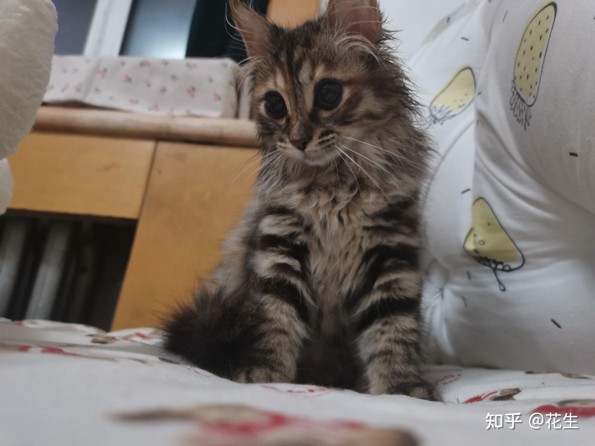 梨花长毛是返祖现象吗? - 知乎