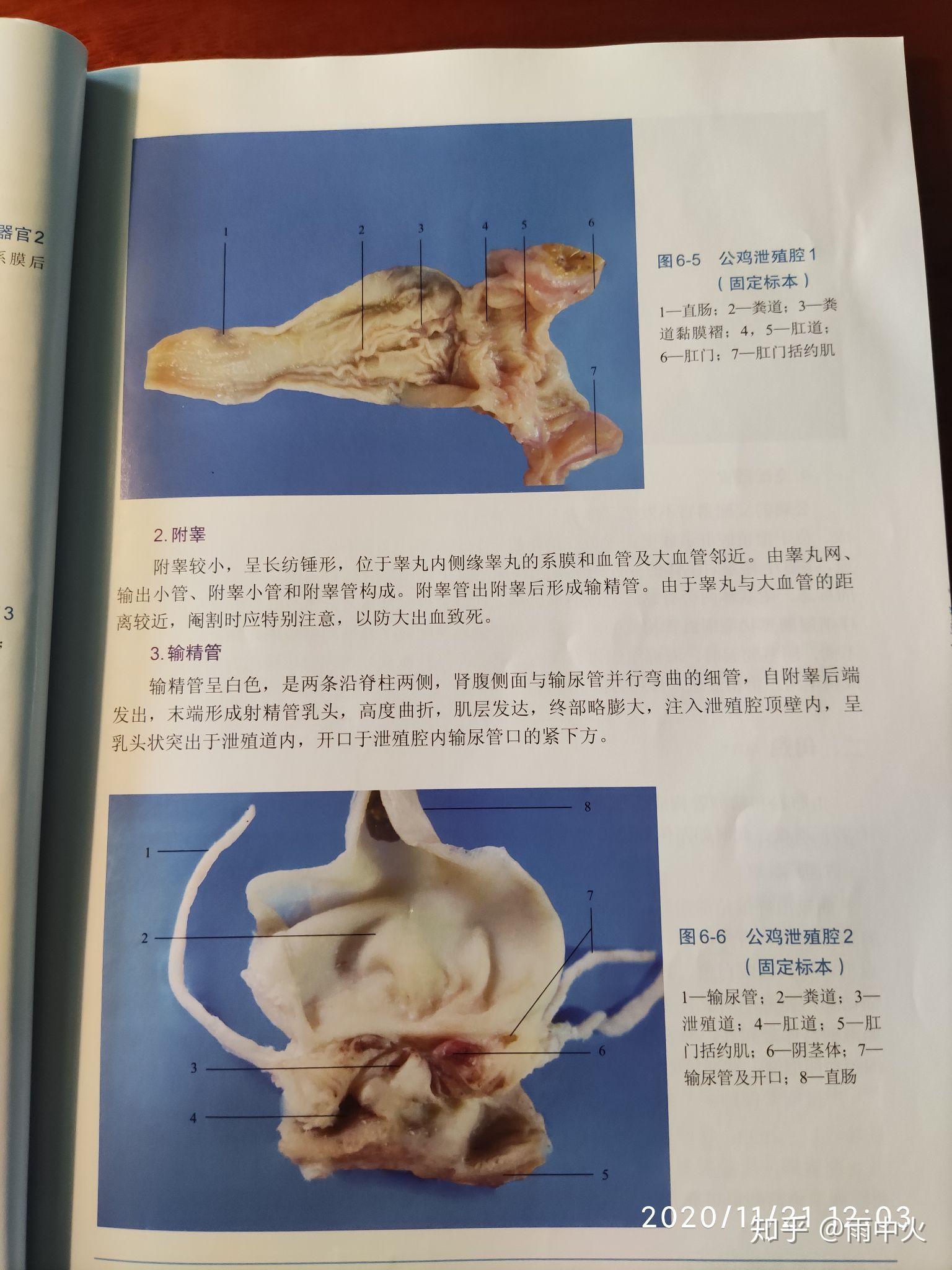 鸡是如何交配的鸡的生殖器官在哪里肉眼可见吗