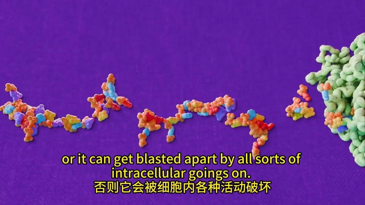 彻底解密DNA转录与mRNA剪接:动画揭秘生物学奥秘 - 知乎
