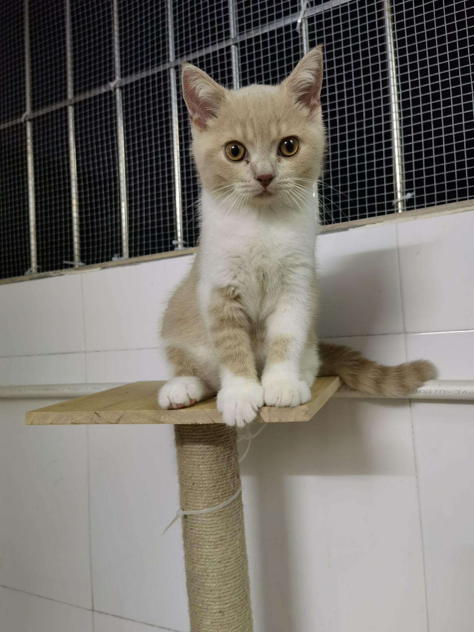 请问这样的英短乳白好看吗