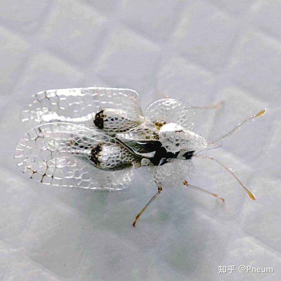 虫子白色翅膀上四个点求问什么虫子?
