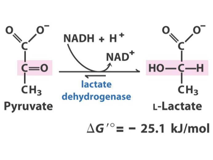 無氧呼吸中丙酮酸轉化成乳酸為什麼不釋放能量