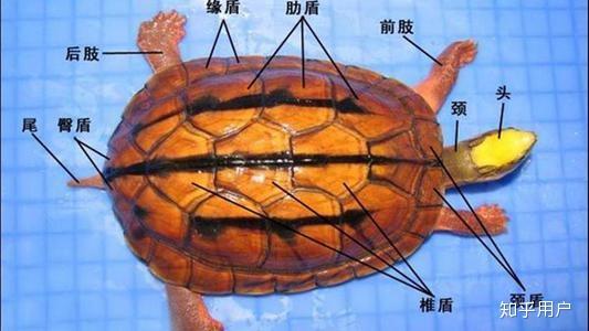 中国都有什么龟品种？ - 知乎