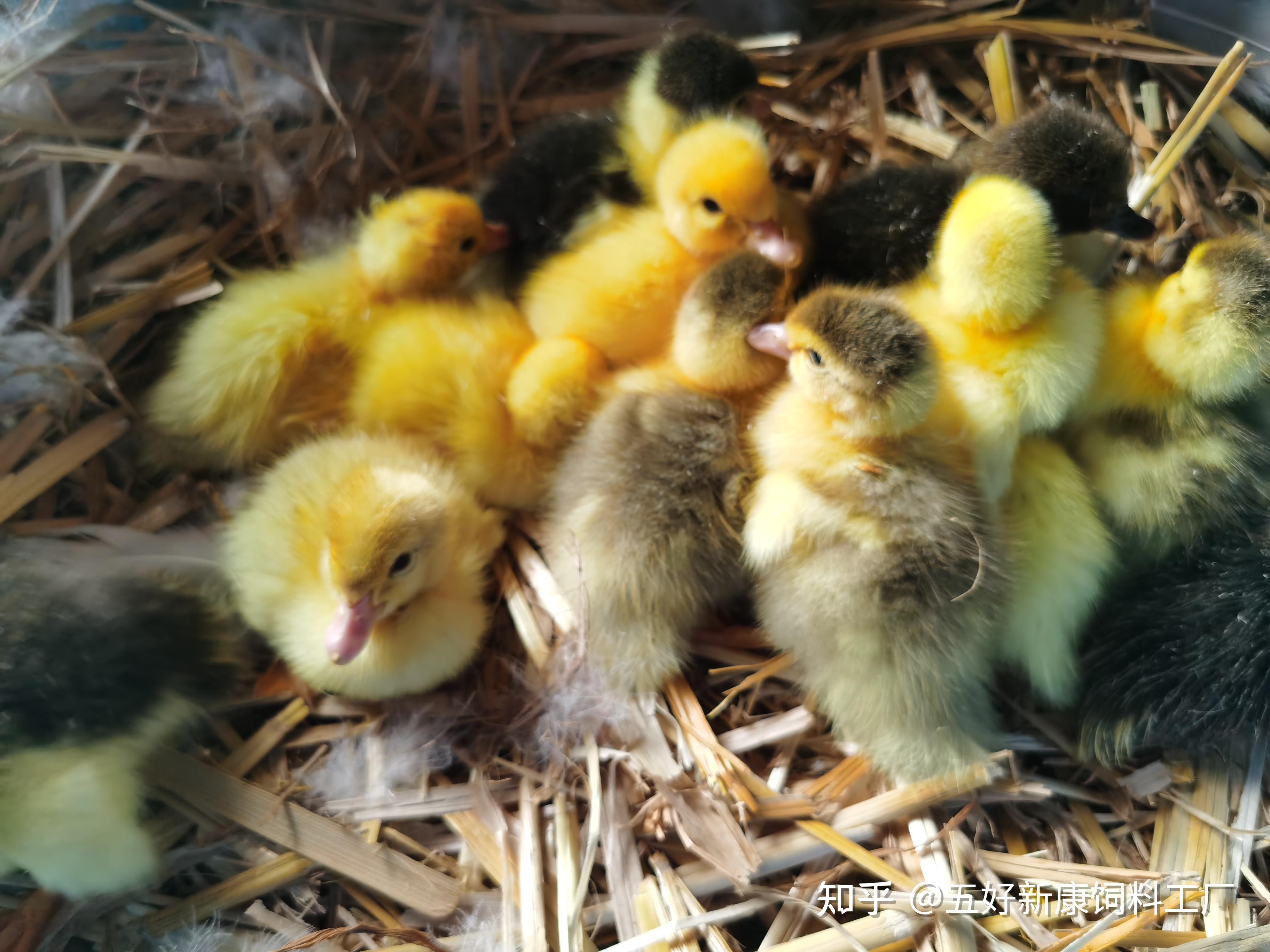 小鸭子拉白色稀屎,精神不振,无力,怎么办?