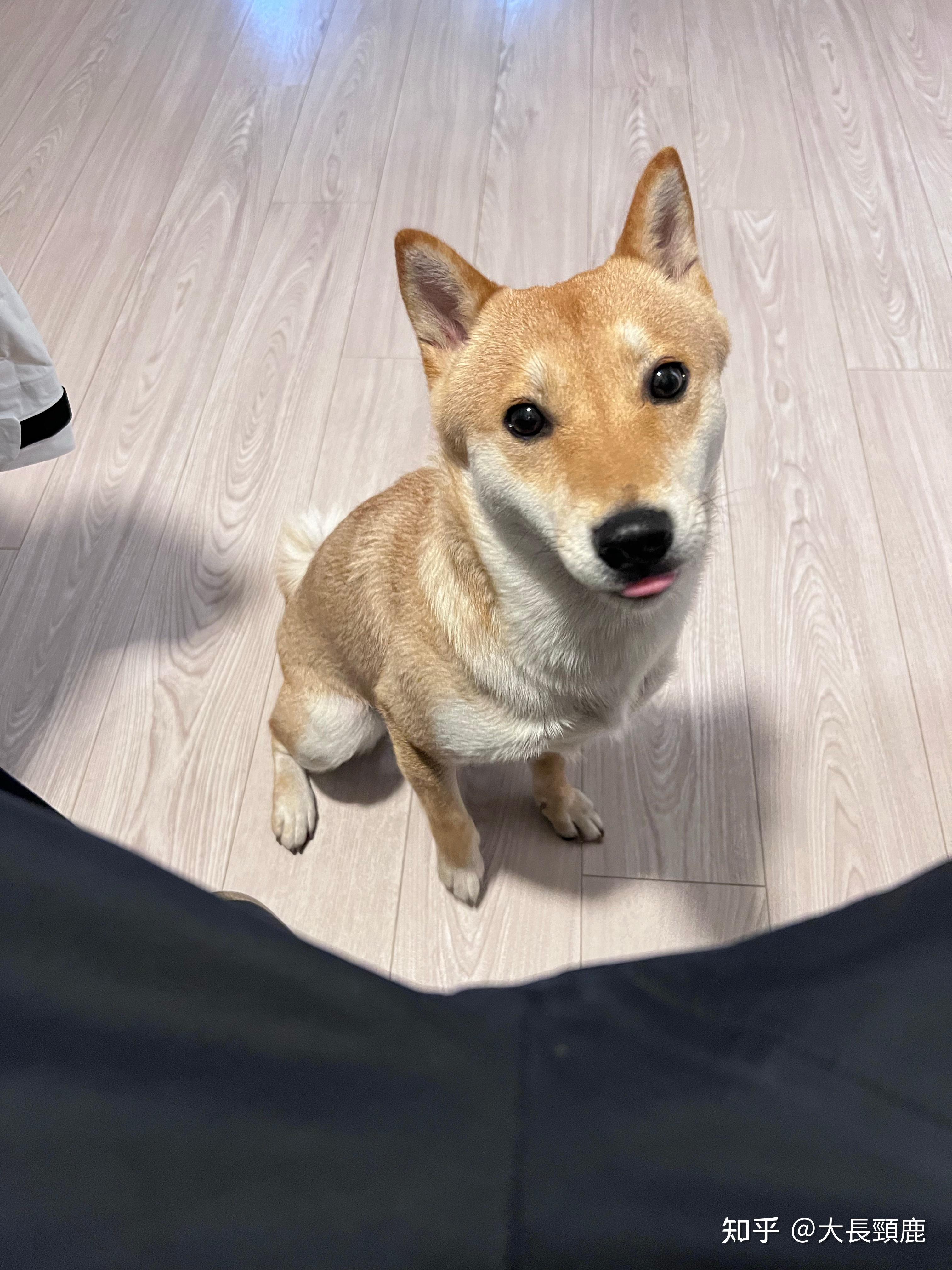 一岁的柴犬还是长得像狐狸,是不是被骗了? - 知乎