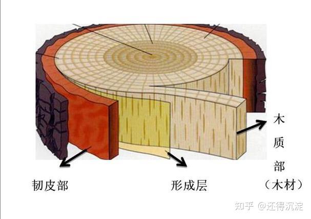 都是生物,有的树可以活上千年,为什么人没有话到千年的? - 知乎