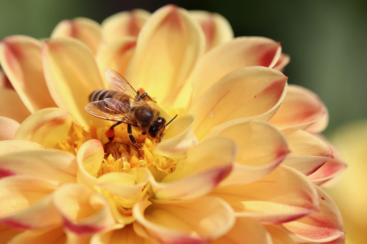 百香果人工授粉法