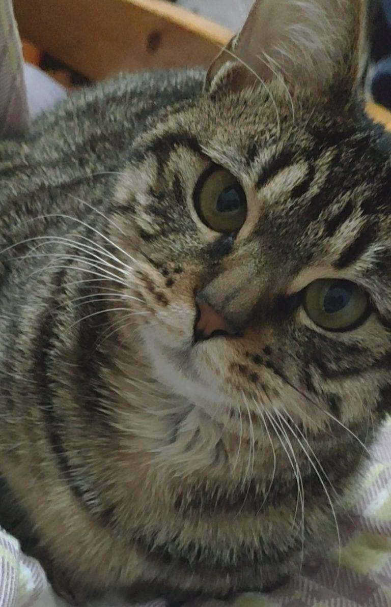 有没有特别可爱的狸猫的照片求照片