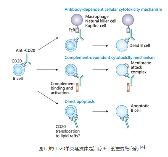 CD20：狂奔中的“战马”，新型药研发从未停歇！ - 知乎