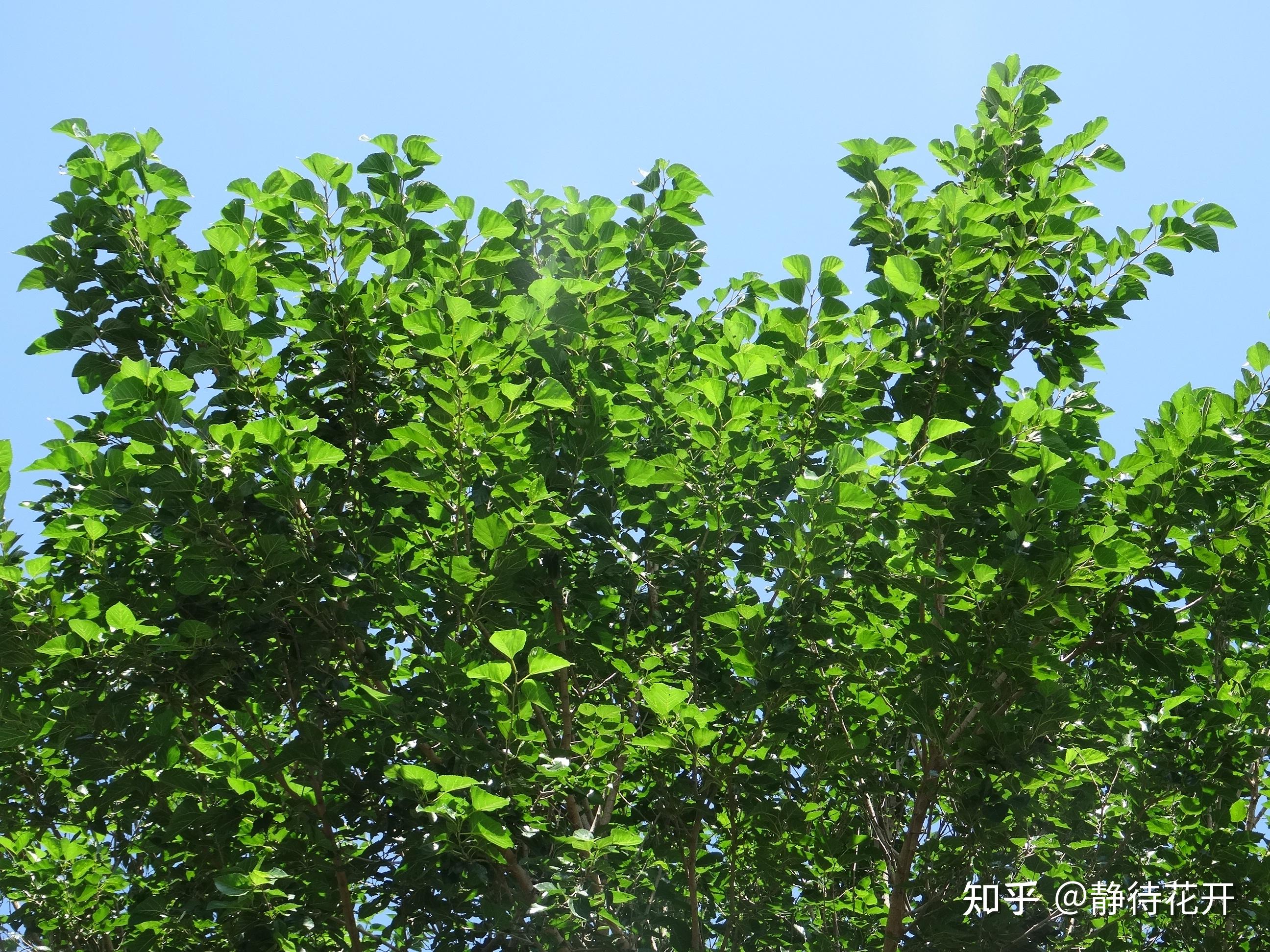 如何辨认桑树，比如片特征，形态特点之类的？ - 知乎