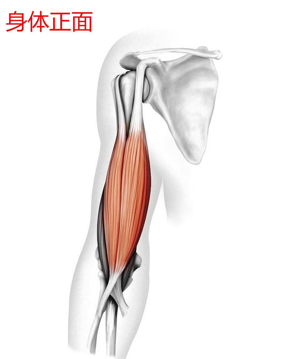 如何锻炼手臂肌肉?