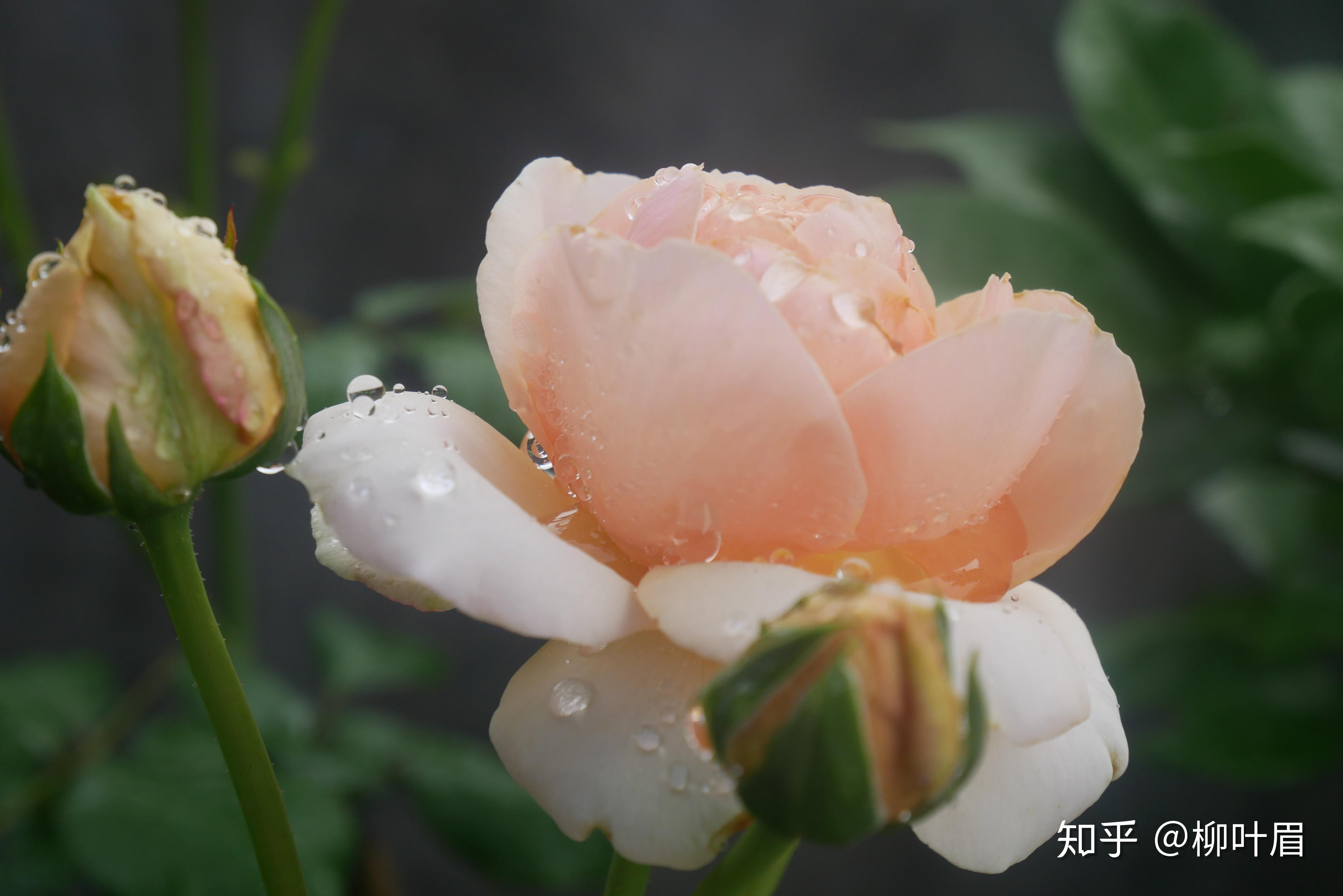 某宝上面有什么良心月季花店吗