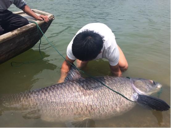 千岛湖水库钓出120斤青鱼王钓友放生决定引发热议