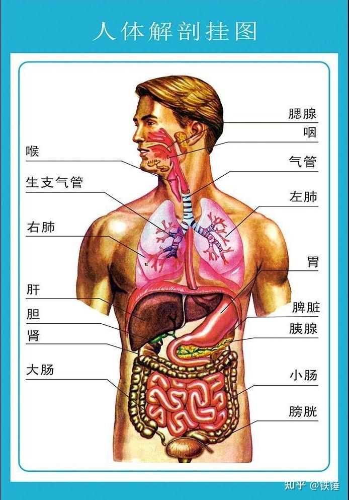 人体肋骨与内脏结构图图片