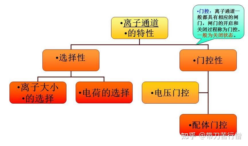 离子通道——钙离子通道 - 知乎