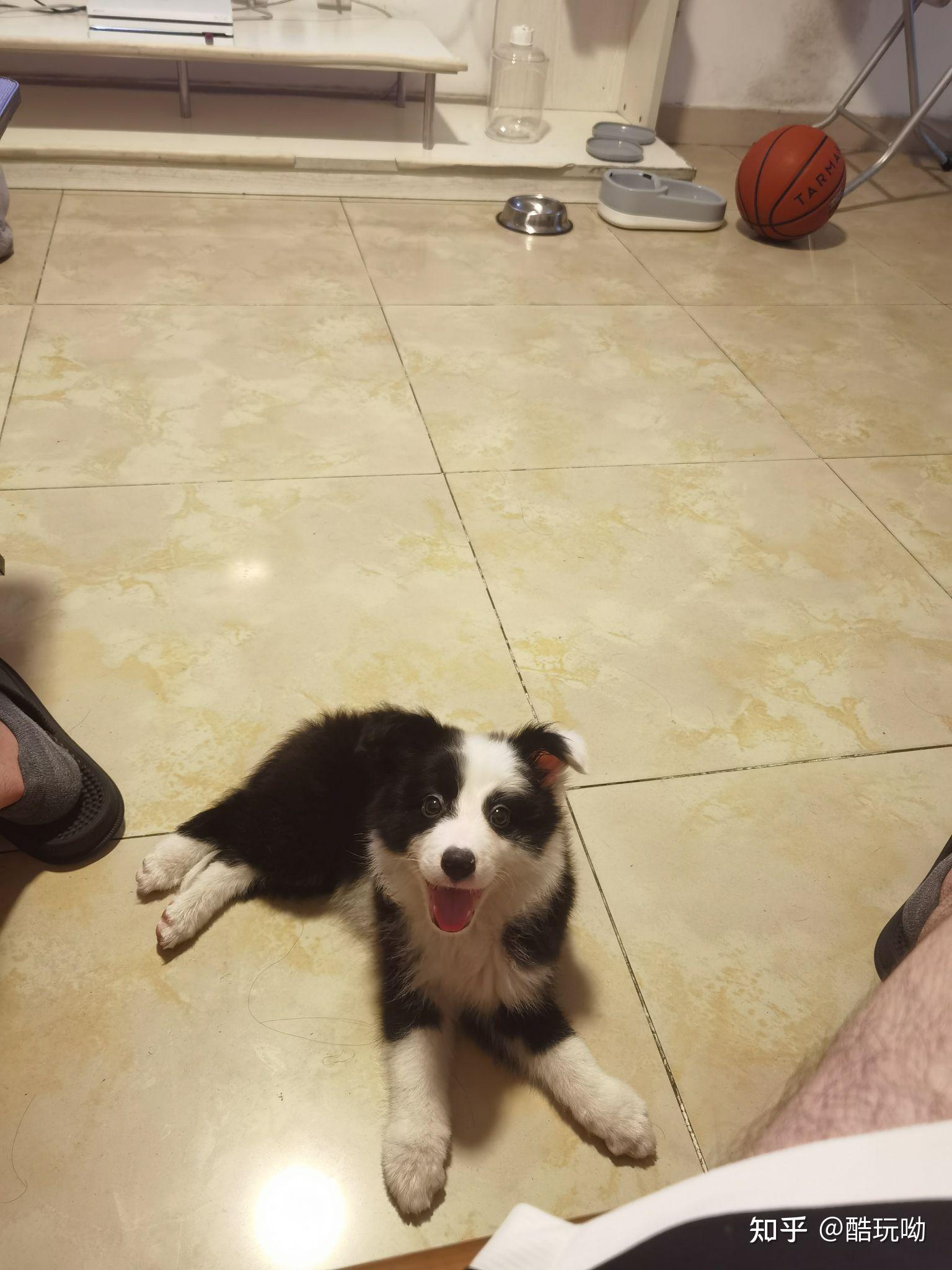 2个月大的边牧母犬才5斤重正常么