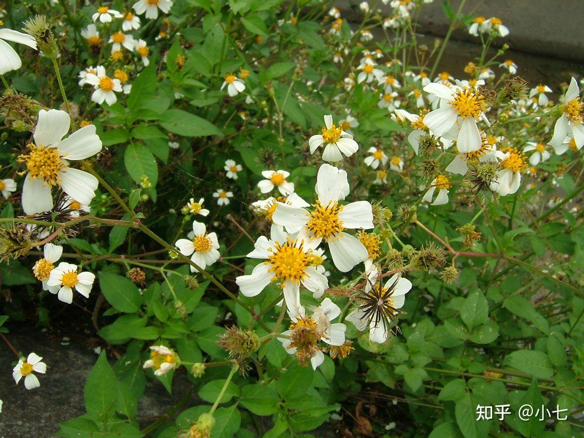16种入侵植物,图文并茂涨知识,记住外形特征,见到请铲除 - 知乎
