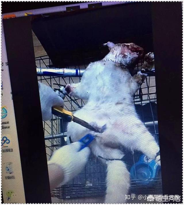 如何看待小狗被活剥皮的虐狗事件
