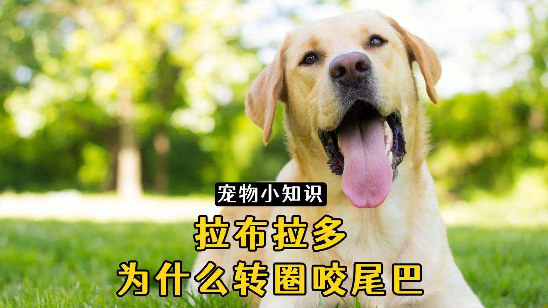 狗为什么咬尾巴的原因百科在线