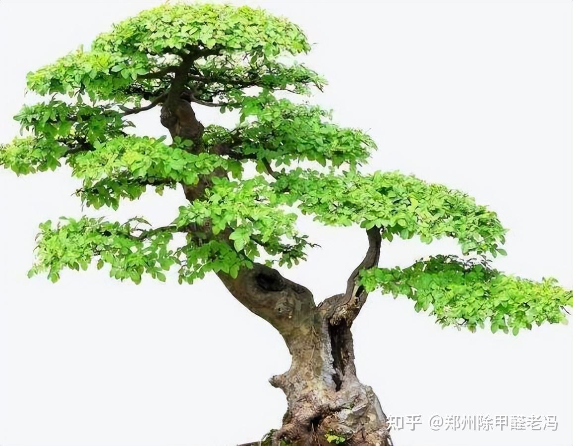 榆树的世界 - 知乎