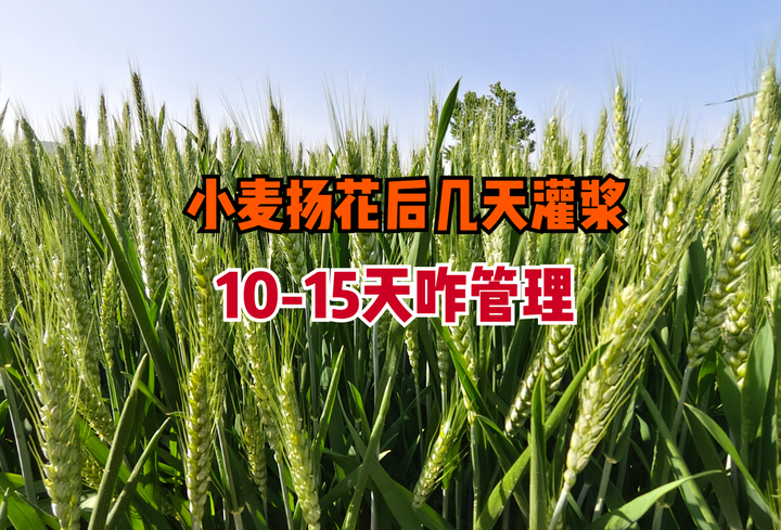 小麦扬花后多少天灌浆?抓住10-15天黄金期,做好4点管理,粒大饱满产量高 - 知乎