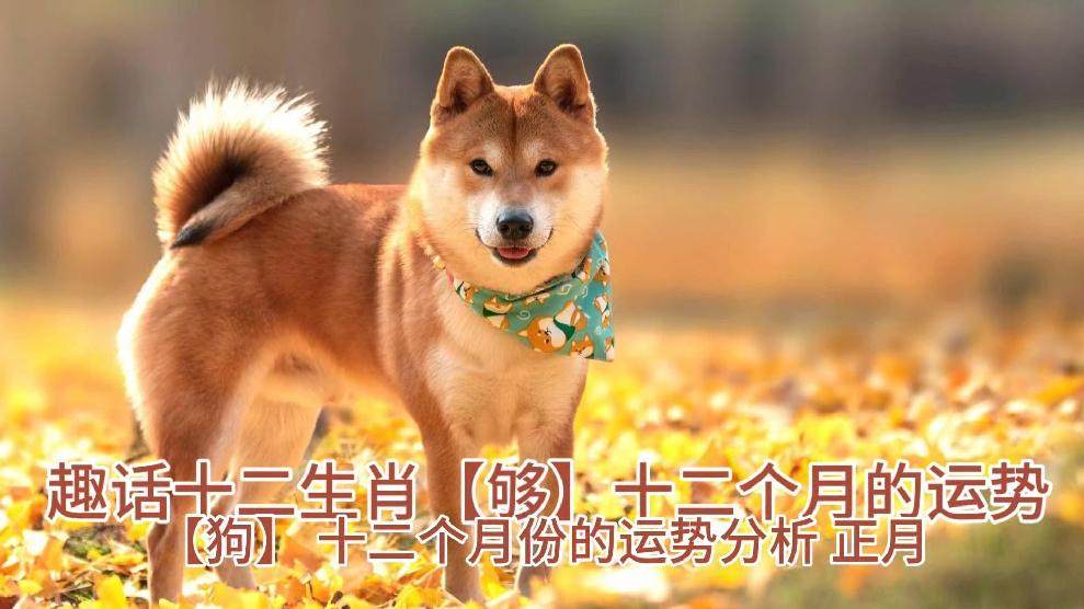 生肖狗未来几个月运势(生肖狗在2021)