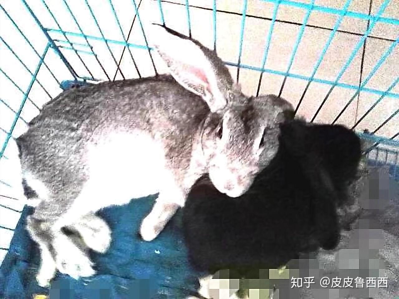 怎么看出兔子怀孕了?