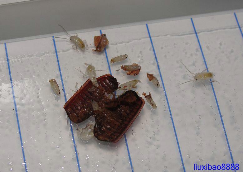 蟑螂空壳图片