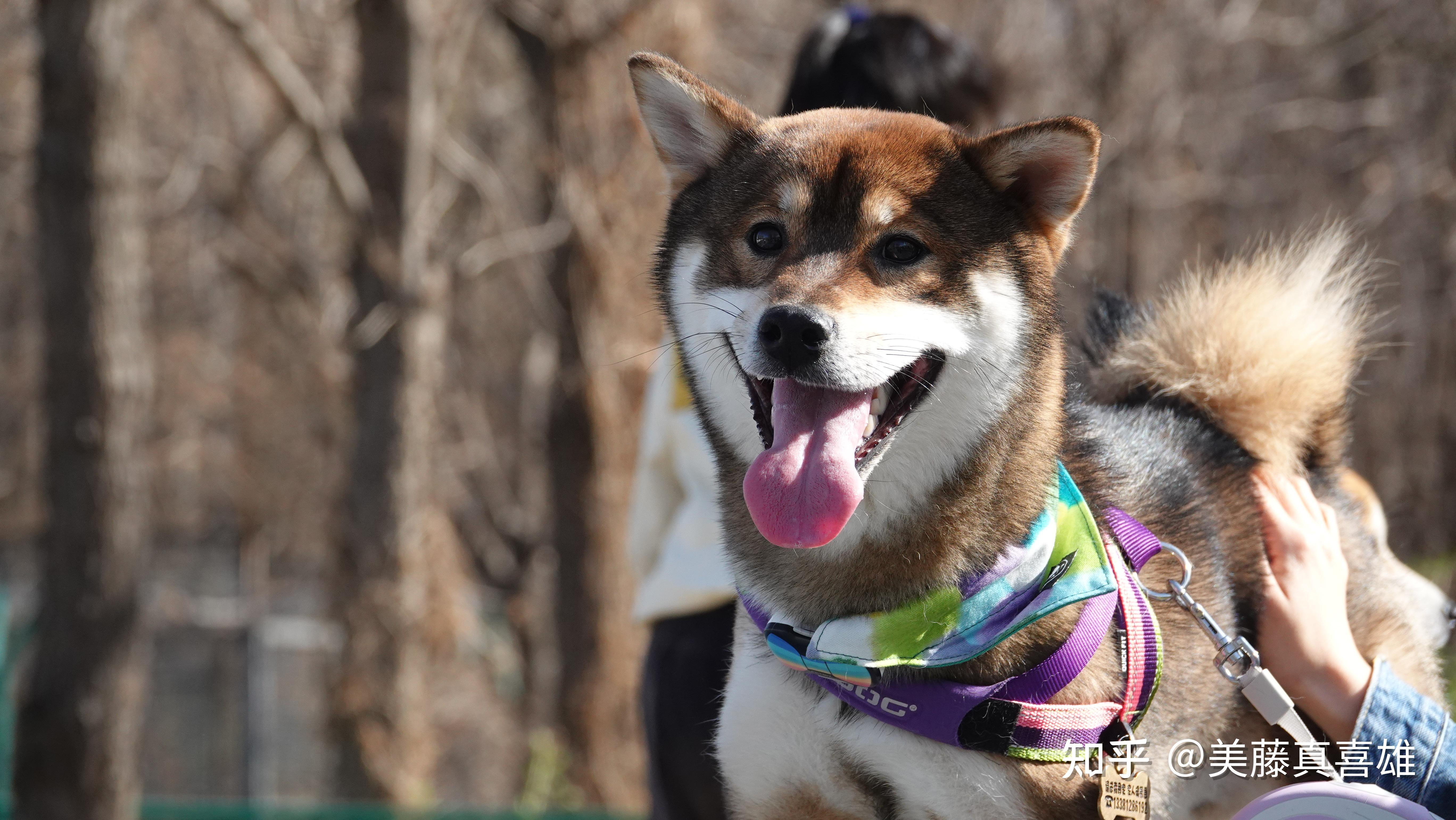 有没有大哥帮忙看看我家美丽是不是胡麻柴
