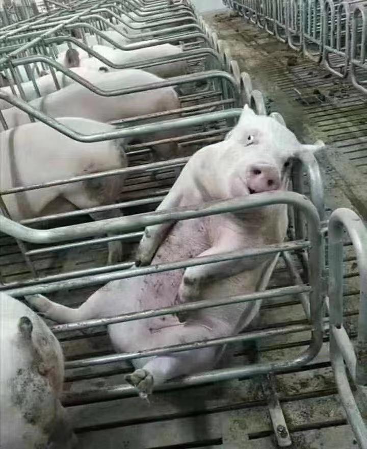 养猪场生猪养殖技术 - 知乎