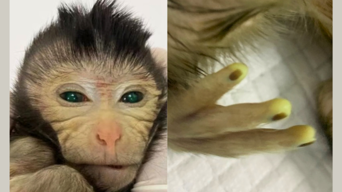 中国首次利用干细胞培育荧光绿色嵌合体猴