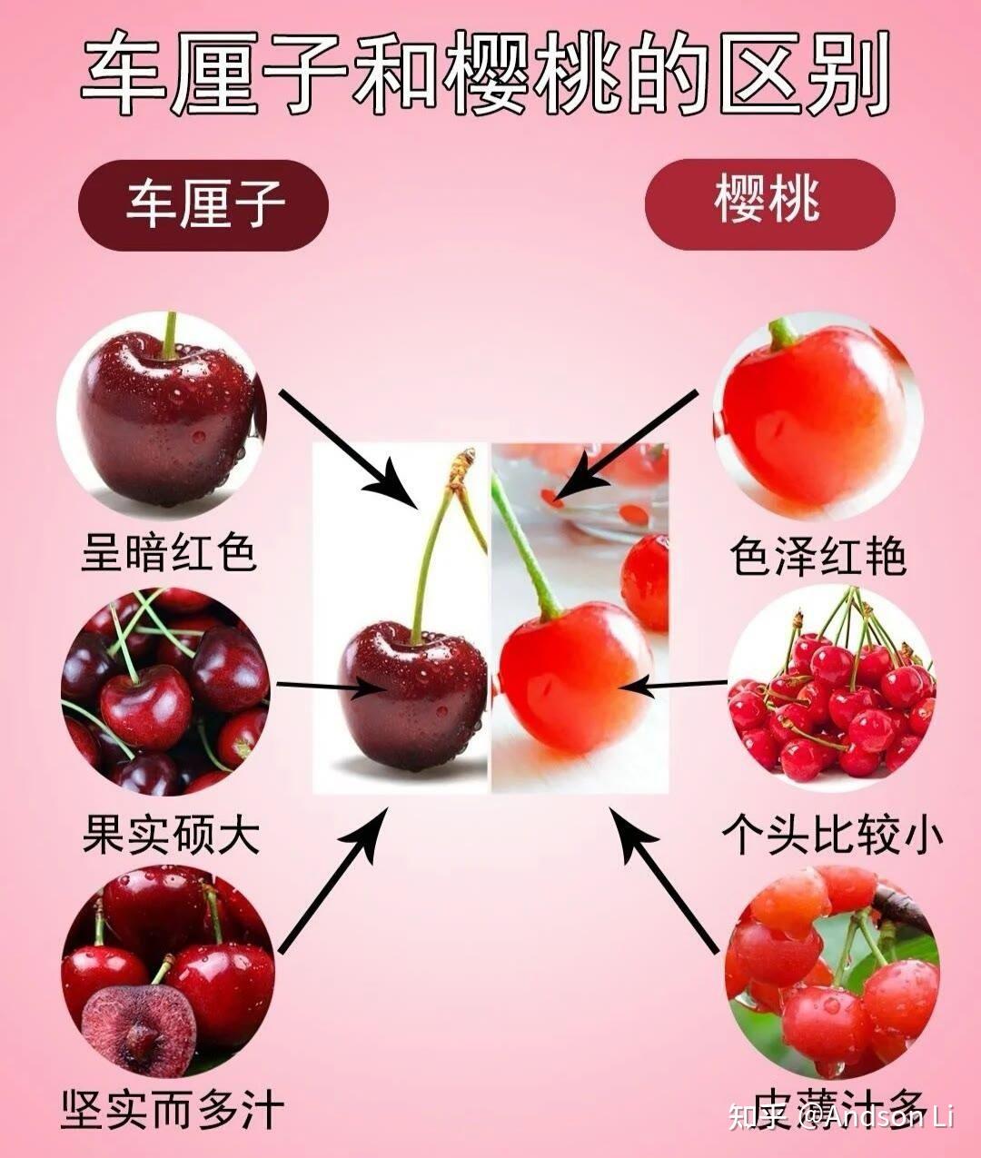 樱桃和车厘子有什么区别吗为什么二者价格相差那么大