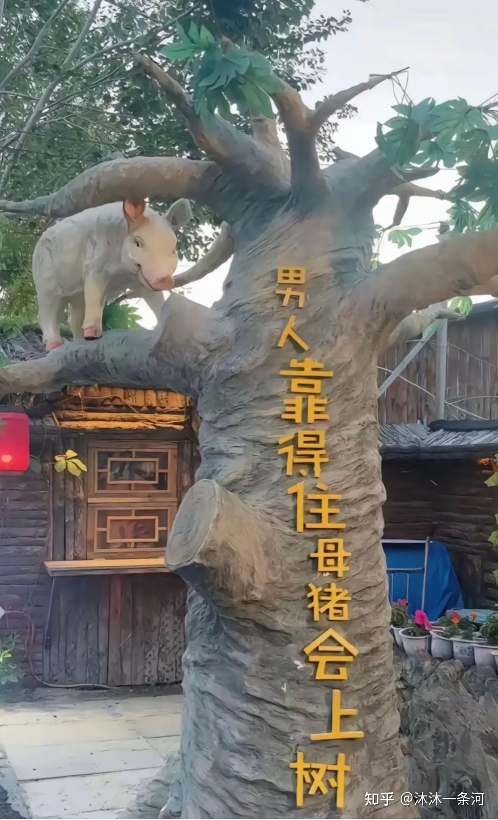 母猪会上树吗? - 知乎