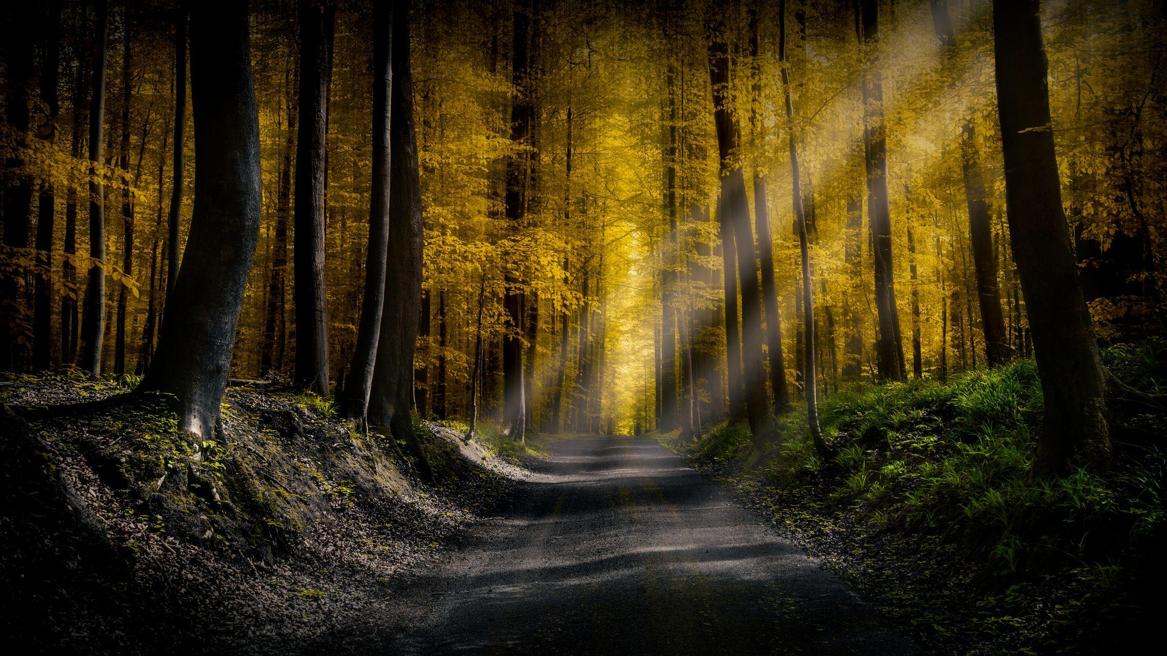 有没有好的,阳光照在树木上的照片,作手机壁纸或头像使用? - 知乎