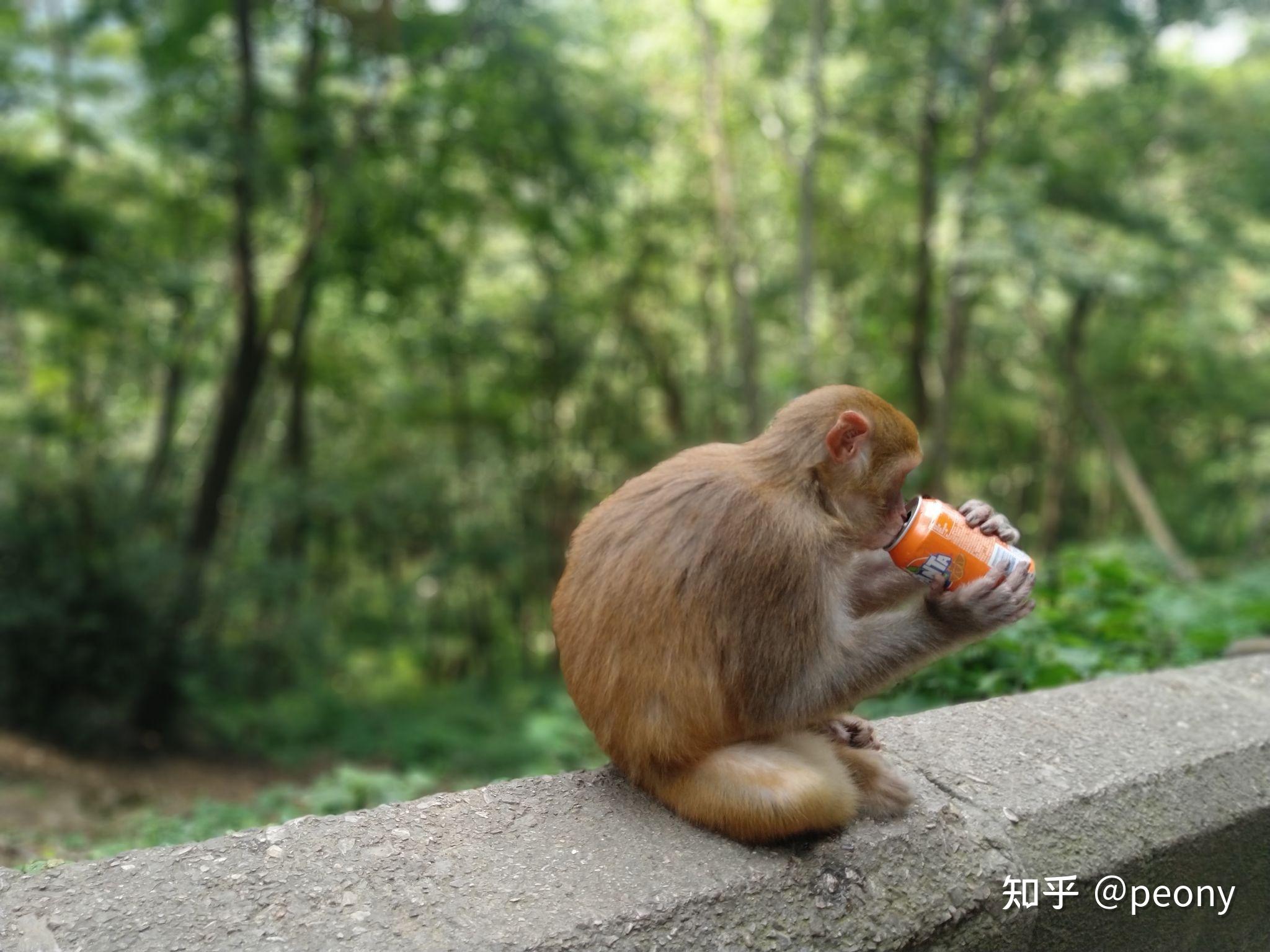 峨眉山游客遭猴子抢包挥拳吓猴反被推开遇到这种情况正确做法应该是