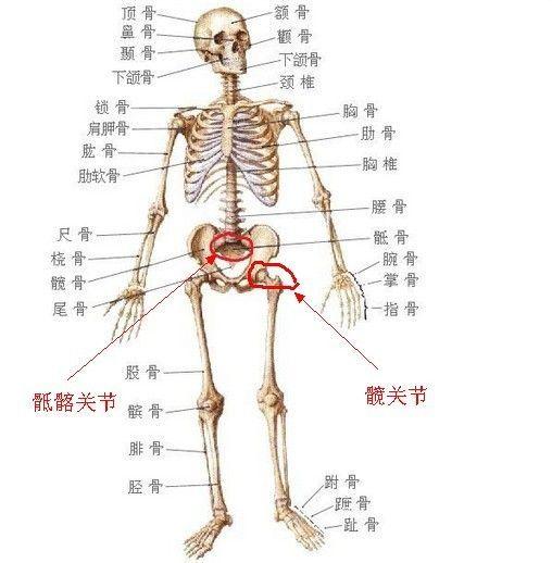 女性腰尾部骨头凸起图片