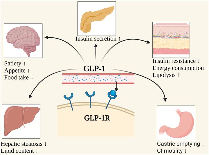 glp-1 parch Kind Patches GLP 1 Patches