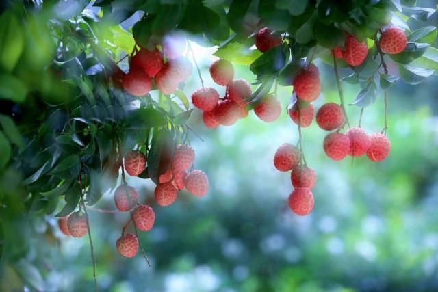 被称为“岭南菌王”，白蚁窝边的荔枝菌，一斤卖400元，凭什么？ - 知乎