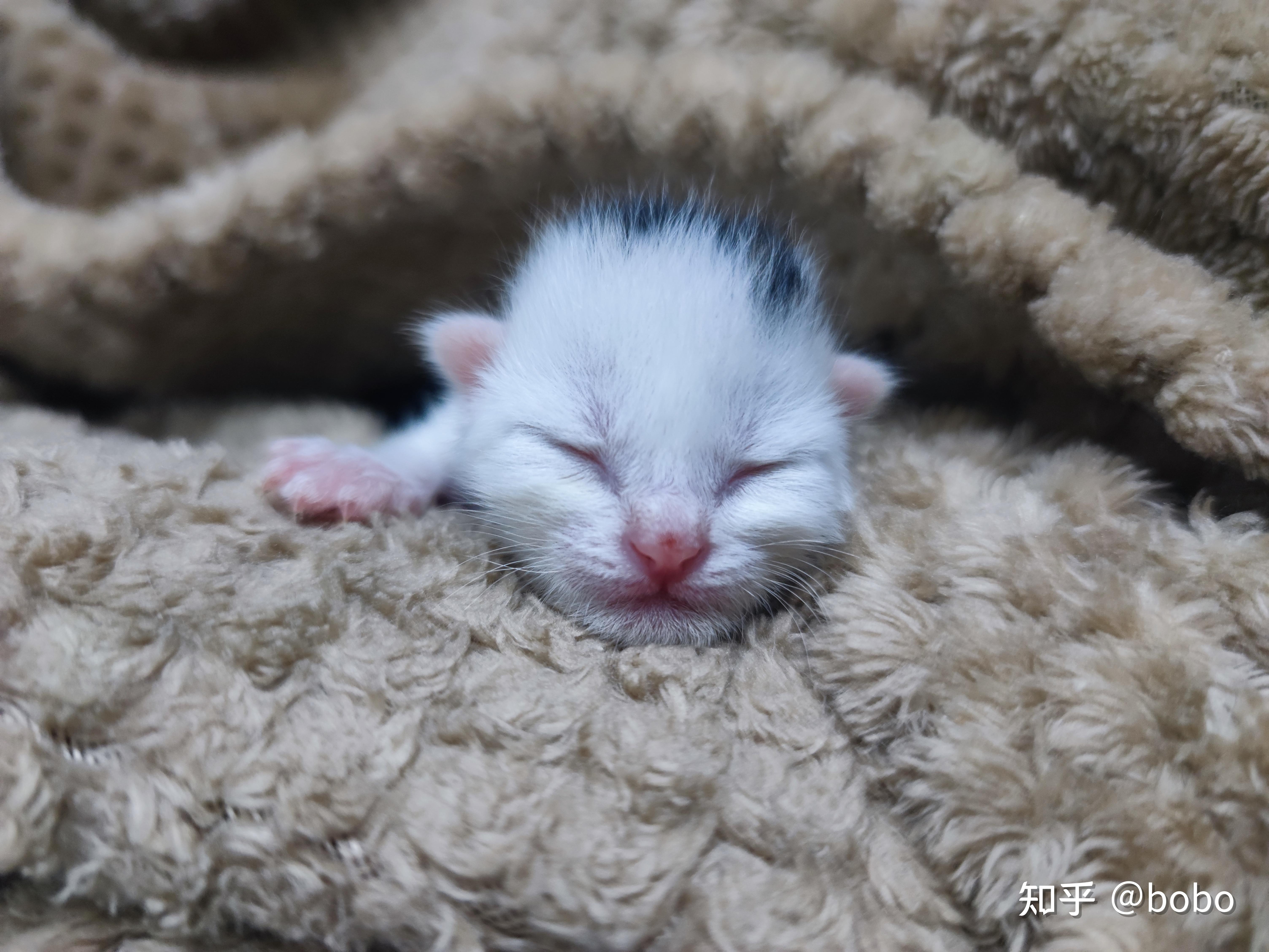新手小白怎么养小猫,刚出生几天的?
